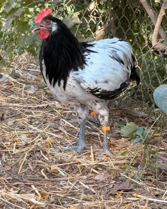 Galli