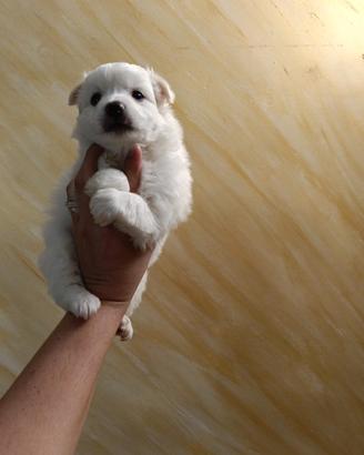 Cucciolo volpino Spitz mini toy ultimo