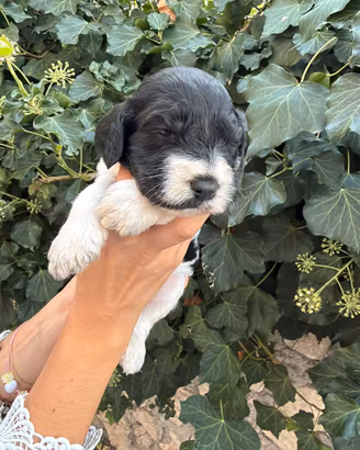 Cuccioi di cocker per lagotto