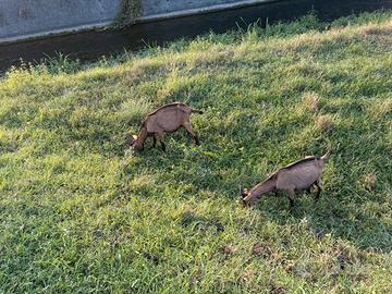 Capretti camosciati delle Alpi