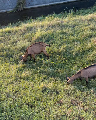 Capretti camosciati delle Alpi