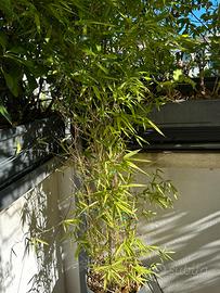 1 pianta bambu