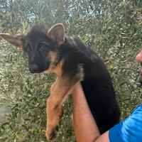 Cuccioli di pastore tedesco