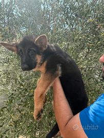 Cuccioli di pastore tedesco