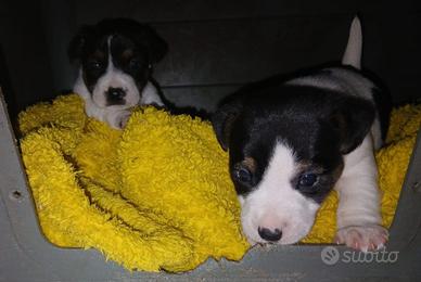 Jack russel originali