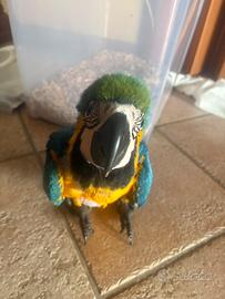 Baby ara ararauna pulli da imbecco pappagalli