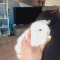 Conigli coniglietti ariete x Minilop