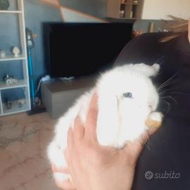 Conigli coniglietti ariete x Minilop