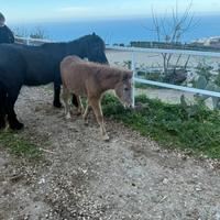 Pony