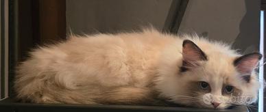 Cuccioli Ragdoll