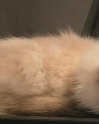 Cuccioli Ragdoll