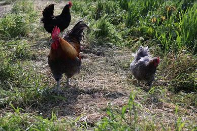 Marans nero ramato