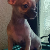 Cuccioli di chihuahua
