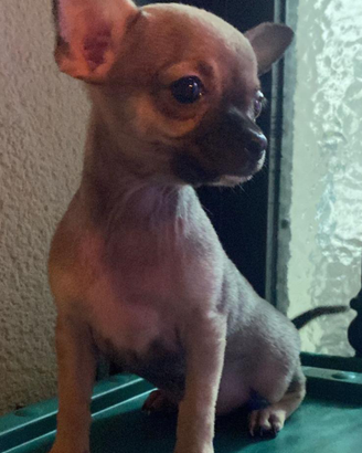 Cuccioli di chihuahua