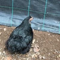 Galline moroseta