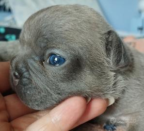 Bulldog francese cuccioli