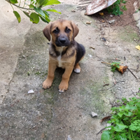 Cucciolo meticcio labrador pastore tedesco
