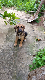 Cucciolo meticcio labrador pastore tedesco