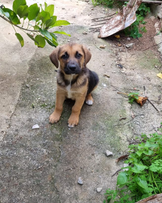 Cucciolo meticcio labrador pastore tedesco