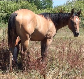 Quarter Horse