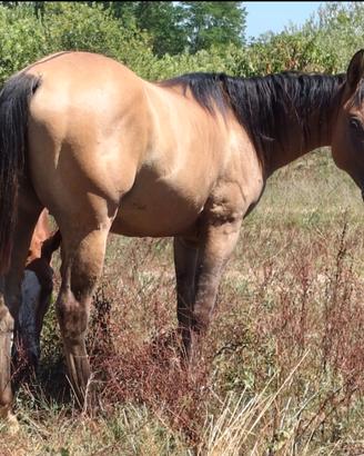 Quarter Horse