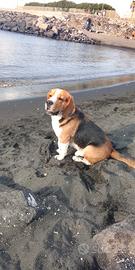 Beagle per monta