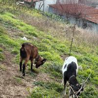 Capra camosciata delle Alpi