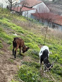 Capra camosciata delle Alpi