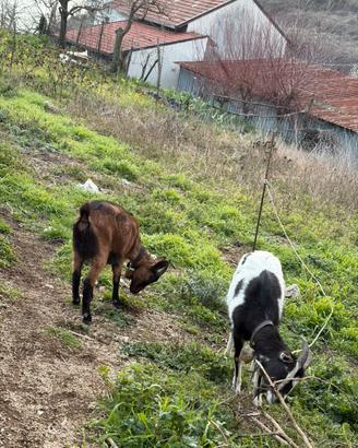 Capra camosciata delle Alpi
