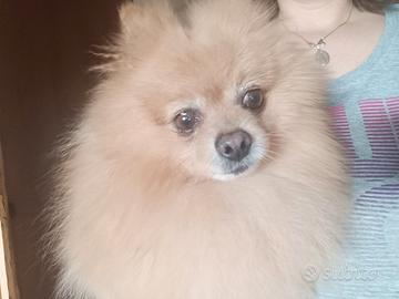 Spitz Pomerania tedesco maschio