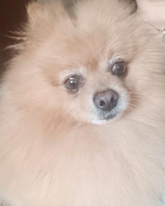 Spitz Pomerania tedesco maschio