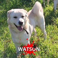Watson, 2 anni, taglia media