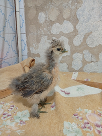 Pulcini di moroseta di 2 mesi non sessati