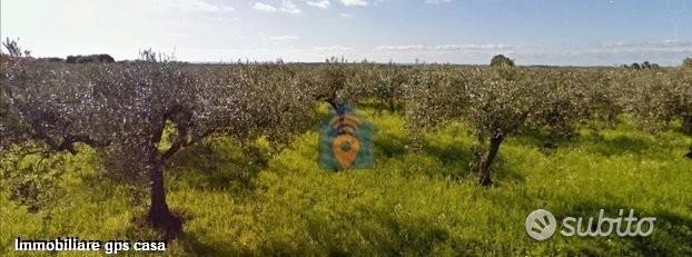 Selinunte Terreno Agricolo Adibito Ad Uliveto