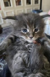 Maine Coon