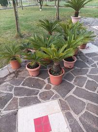 Lotto 13 piante Cycas 