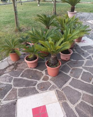 Lotto 13 piante Cycas 