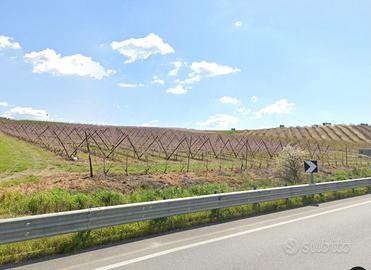 Terreno agricolo azienda agricola pescheto ad Y