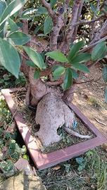 Bonsai di 60 anni