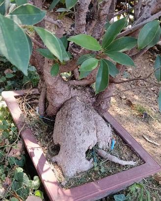 Bonsai di 60 anni