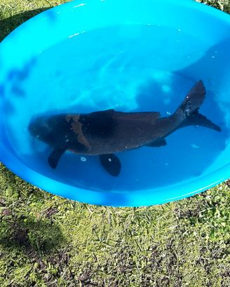 Carpe Koi