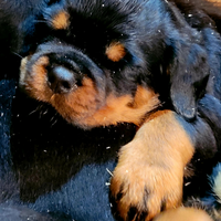 Cuccioli rottweiler alta genealogia