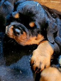 Cuccioli rottweiler alta genealogia