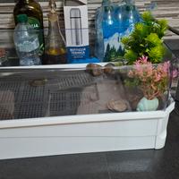 Vasca per tartarughe