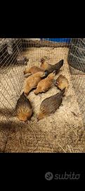 Galline nane
