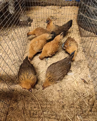 Galline nane