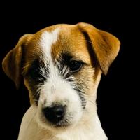 Jack russell da allevamento professionale