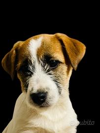 Jack russell da allevamento professionale