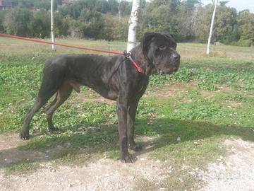 Adozione dolcissimo derivato alano in canile