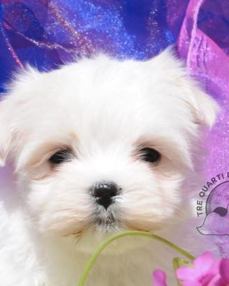 Maltese Mini Toy Allevamento Master ENCI